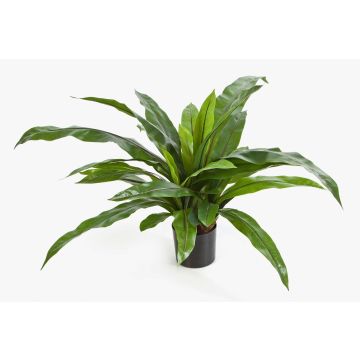 Dekopflanze Nestfarn JANE, grün, 80cm, Ø80cm