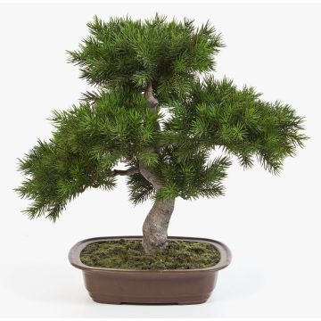 Kunst Bonsai Pinie SELENA in Bonsaischale, 50cm Kunst Bonsai Pinie SELENA in Bonsaischale, 50cm