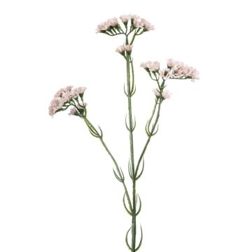 Unechter Strandflieder MOBALA, zartrosa, 60cm