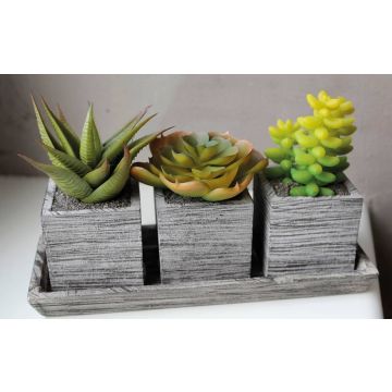 Kunststoffschaum Sukkulenten Gesteck SYLVIA in Dekotöpfe, grün, 19x7,5x11cm Kunststoffschaum Sukkulenten Gesteck SYLVIA in Dekotöpfe, grün, 19x7,5x11cm