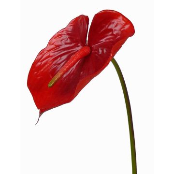 Kunstblume Flamingoblume MOIRA, rot, 75cm, 13x18cm Kunstblume Flamingoblume MOIRA, rot, 75cm, 13x18cm