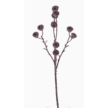 Deko Eukalyptus Zweig BASILIUS mit Früchten, braun, 60cm Deko Eukalyptus Zweig BASILIUS mit Früchten, braun, 60cm