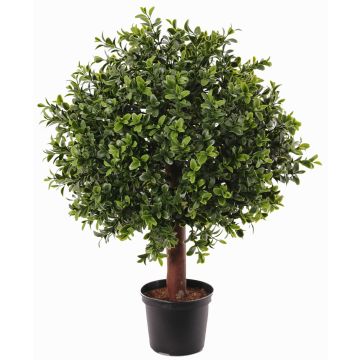 Deko Buchsbaum TOM, Echtstamm, crossdoor, 45cm, Ø30cm Deko Buchsbaum TOM, Echtstamm, crossdoor, 45cm, Ø30cm