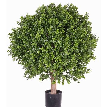 Deko Buchsbaum TOM, Echtstamm, crossdoor, 65cm, Ø50cm Deko Buchsbaum TOM, Echtstamm, crossdoor, 65cm, Ø50cm