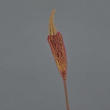 Künstliche Bulbinella TALUNA, braun-rot, 65cm, Ø4cm