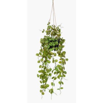 Dekopflanze Leuchterblume Blumenampel BOLTEN, grün, 50cm