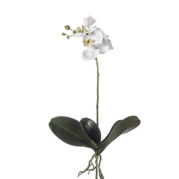 Unechte Orchidee Phalaenopsis FAO zum Stecken, weiß, 45cm