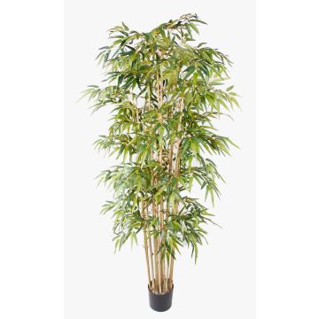Kunstpflanze Bambus HIKITO, Echtstämme, 205cm