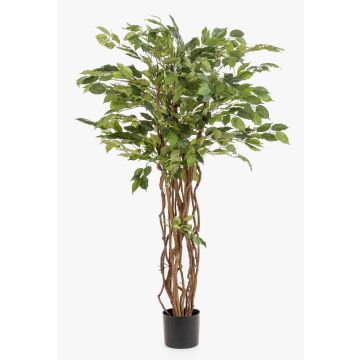 Künstlicher Ficus Benjamini CARLOH, Echtstämme, grün, 140cm Künstlicher Ficus Benjamini CARLOH, Echtstämme, grün, 140cm