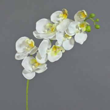 Kunstorchidee Phalaenopsis MINA, weiß, 60cm, Ø7-8cm Kunstorchidee Phalaenopsis MINA, weiß, 60cm, Ø7-8cm