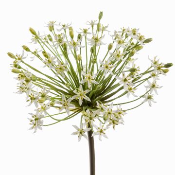 Allium künstlich BRAIS, weiß, 90cm, Ø24cm