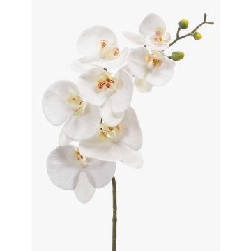 Phalaenopsis Orchideezweig künstlich NEITH, weiß, 75cm, Ø7-10,5cm
