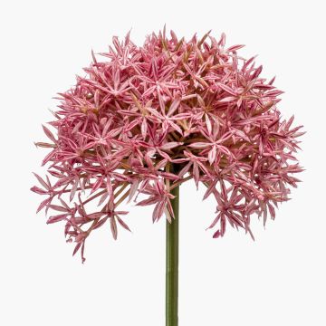 Allium künstlich ARNAU, rosa, 60cm, Ø10cm