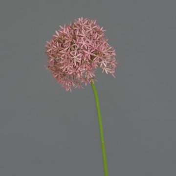 Allium künstlich ARNAU, rosa, 60cm, Ø10cm