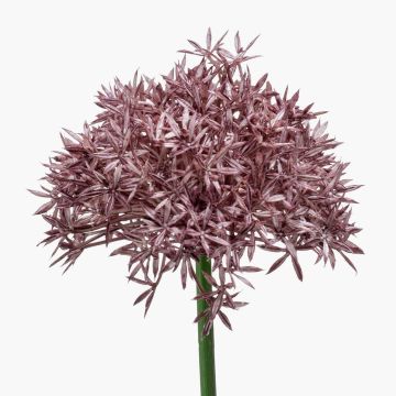 Allium künstlich ARNAU, violett, 60cm, Ø10cm