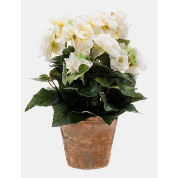 Deko Kunstblume Begonie DOBRADA im Terracottatopf, creme, 25cm, Ø8-10cm Deko Kunstblume Begonie DOBRADA im Terracottatopf, creme, 25cm, Ø8-10cm