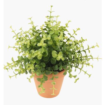 Künstliche Kräuter Eukalyptus JOSHUA im Tontopf, grün, 20cm, Ø17cm Künstliche Kräuter Eukalyptus JOSHUA im Tontopf, grün, 20cm, Ø17cm