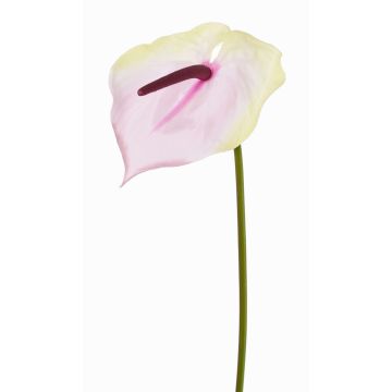 Kunstblume Flamingoblume MOIRA, creme-rosa, 75cm, 13x18cm Kunstblume Flamingoblume MOIRA, creme-rosa, 75cm, 13x18cm