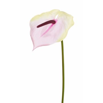 Kunstblume Flamingoblume MOIRA, creme-rosa, 75cm, 13x18cm