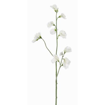 Dekoblume Lathyrus ASFALOTH, weiß, 65cm, Ø3-5cm Dekoblume Lathyrus ASFALOTH, weiß, 65cm, Ø3-5cm