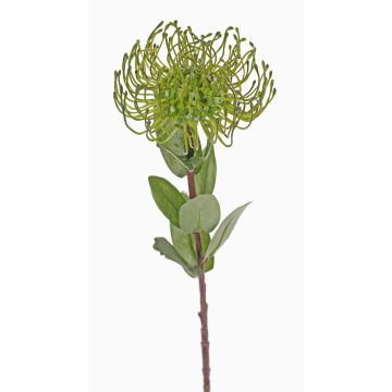 Kunst Nadelkissen Protea BAILY, grün, 55cm, Ø10cm Kunst Nadelkissen Protea BAILY, grün, 55cm, Ø10cm