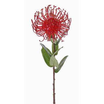 Kunst Nadelkissen Protea BAILY, rot, 55cm, Ø10cm Kunst Nadelkissen Protea BAILY, rot, 55cm, Ø10cm