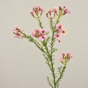 Künstliche Wachsblume AISHA, rosa, 65cm, Ø1-1,5cm