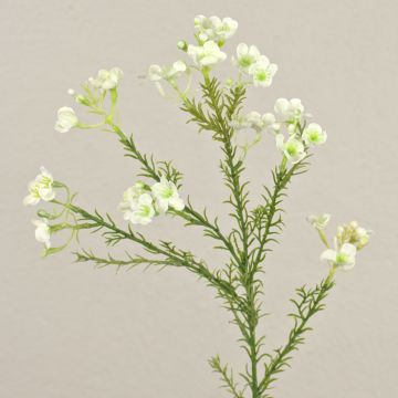 Künstliche Wachsblume AISHA, creme-weiß, 65cm, Ø1-1,5cm