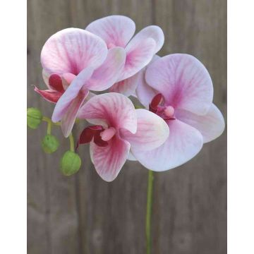 Dekozweig Phalaenopsis Orchidee OPHELIA, rosa-pink, 40cm, Ø7-8cm