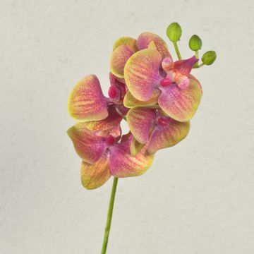 Dekozweig Phalaenopsis Orchidee OPHELIA, pink-grün, 40cm, Ø7-8cm