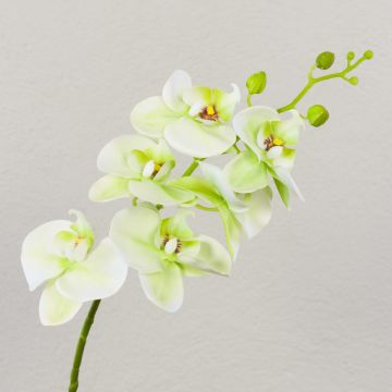 Dekozweig Phalaenopsis Orchidee OPHELIA, creme-grün, 80cm, Ø8-9cm