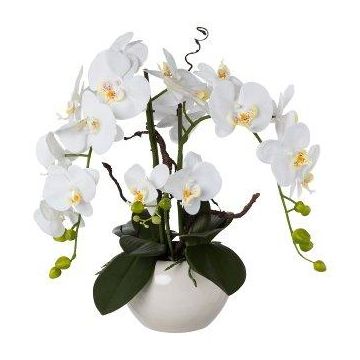 Kunst Orchidee Korkenzieherweide Gesteck LULUDI, Keramiktopf weiß, Wurzeln, weiß, 55cm Kunst Orchidee Korkenzieherweide Gesteck LULUDI, Keramiktopf weiß, Wurzeln, weiß, 55cm