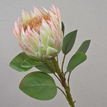 Kunst Blumenzweig Königs-Protea TANIEKA, grün-rosa, 65cm, Ø12cm