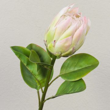Kunst Blumenzweig Königs-Protea TANIEKA, grün-rosa, 65cm, Ø9cm