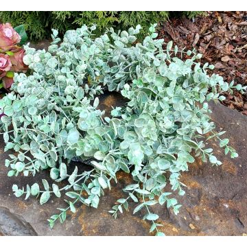 Deko Eukalyptus Kranz JULERTE, grün-grau, Ø40cm Deko Eukalyptus Kranz JULERTE, grün-grau, Ø40cm