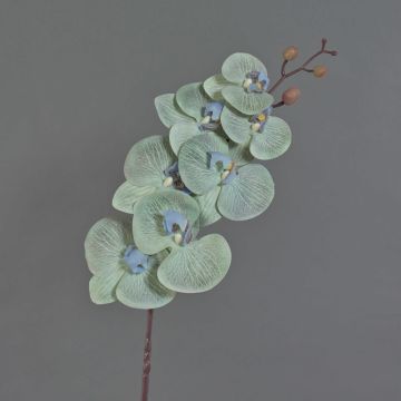 Unechter Zweig Phalaenopsis Orchidee LAWANDA, mintgrün-hellblau, 80cm, Ø7-11cm