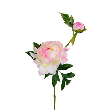 Kunstzweig Pfingstrose ALINAMA, creme-rosa, 55cm Kunstzweig Pfingstrose ALINAMA, creme-rosa, 55cm