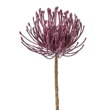 Deko Blume Nadelkissen Protea ZIRMO, lila, 50cm Deko Blume Nadelkissen Protea ZIRMO, lila, 50cm
