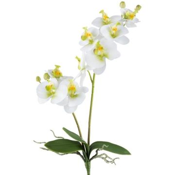 Kunstblume Phalaenopsis Orchidee KRUZBER, Steckstab, Wurzeln, weiß-grün, 55cm