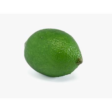 Unechtes Obst Limette NANGA, grün, 8,5cm, Ø6cm Unechtes Obst Limette NANGA, grün, 8,5cm, Ø6cm