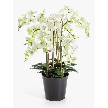 Künstliche Blume Phalaenopsis Orchidee FINEA im Dekotopf, creme, 85cm