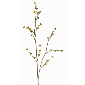 Deko Zweig Stirlingia latifolia COLLAN, gelb-grün, 75cm, Ø1cm Deko Zweig Stirlingia latifolia COLLAN, gelb-grün, 75cm, Ø1cm