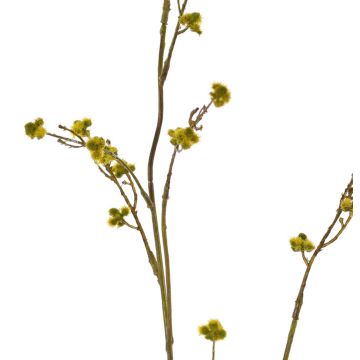Deko Zweig Stirlingia latifolia COLLAN, gelb-grün, 75cm, Ø1cm