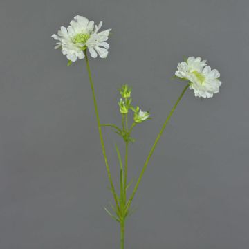 Kunst Scabiosa ANDIA, weiß, 80cm, Ø8-10cm