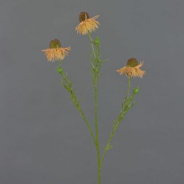 Kunst Sonnenhut Zweig CELIO, aprikose, 70cm, Ø6-7cm