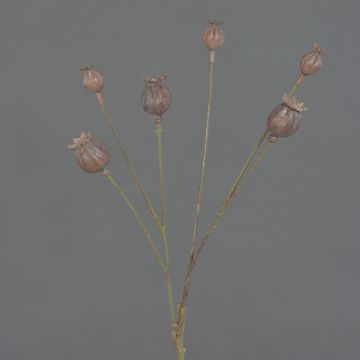 Deko Mohnkapseln ASUMAN, braun, 70cm, Ø2-3cm