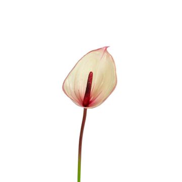 Künstliche Flamingoblume NYVERA, rosa-creme, 60cm
