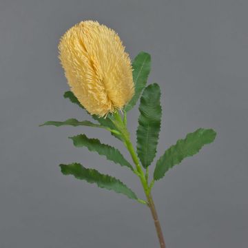 Fake Blume Banksia robur YUSTE, pfirsich, 65cm, Ø8cm Fake Blume Banksia robur YUSTE, pfirsich, 65cm, Ø8cm