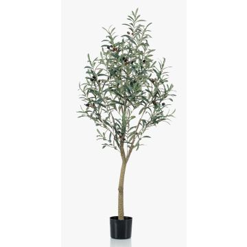 Olivenbaum künstlich CLAYTON, Kunststamm, mit Früchten, 140cm Olivenbaum künstlich CLAYTON, Kunststamm, mit Früchten, 140cm