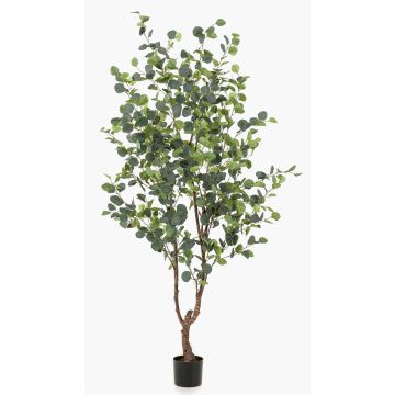 Kunstbaum Eukalyptus ANUHEA, Kunststamm, grün-grau, 180cm